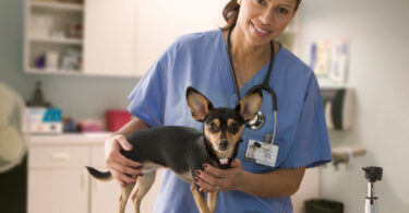 How Often Your Dog or Cat Should Have a Vet Checkup