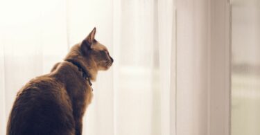 How to Help Your Cat with Separation Anxiety During the Holidays