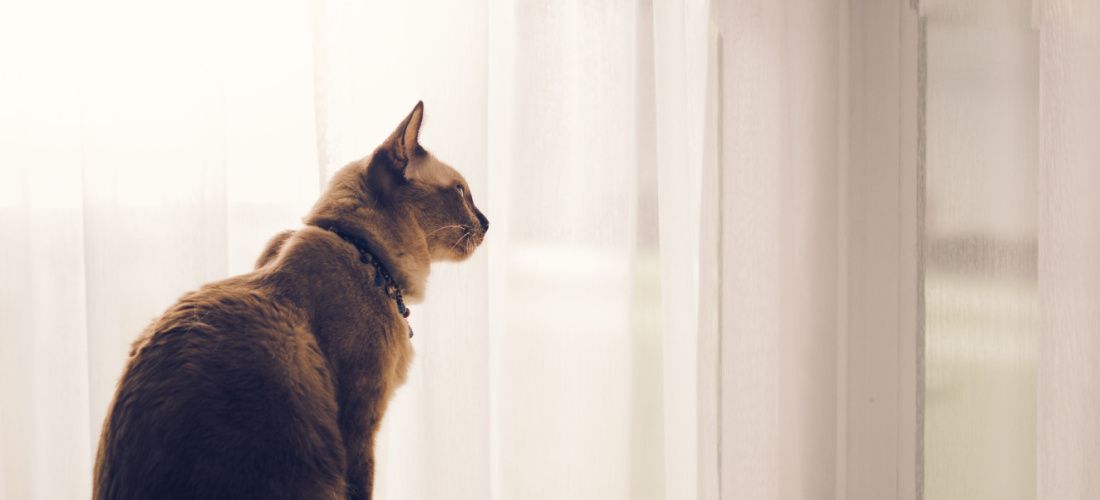 How to Help Your Cat with Separation Anxiety During the Holidays - ENCY ...
