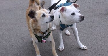 How to walk with two dogs in a safe way encyen.com