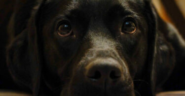 Constipated dogs may pass small amounts of faeces or nothing at all