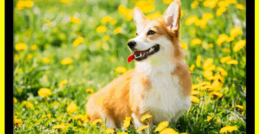 9 great spring getaways for dogs in 2023