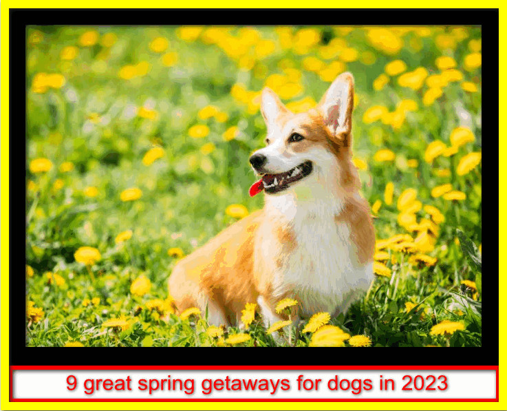 9 great spring getaways for dogs in 2023