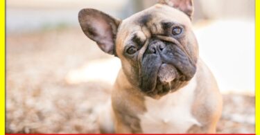 How to care for a dog's ears and prevent problems