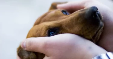 Learn how to help your dog deal with separation anxiety