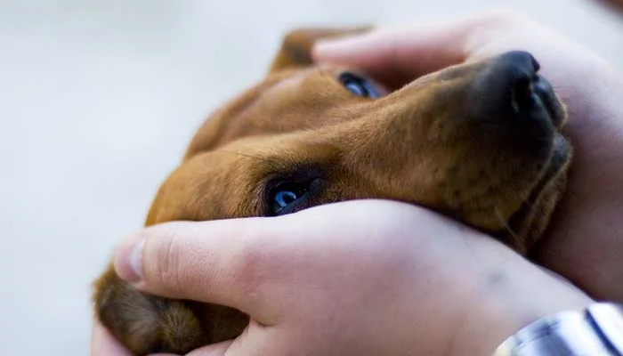 Learn how to help your dog deal with separation anxiety