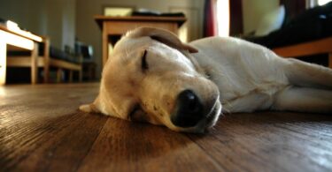 photo: chasingdreamsat.com