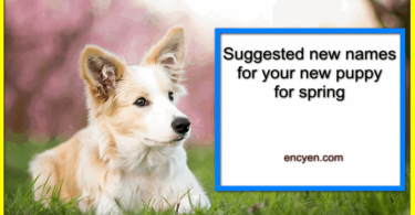 Suggested new names for your new puppy for spring