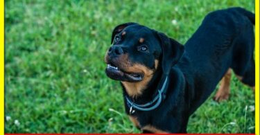 20 most dangerous dog breeds