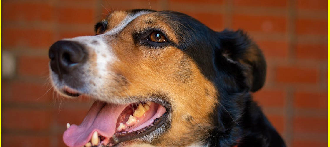 Best dog health resource dog illnesses symptoms and treatments