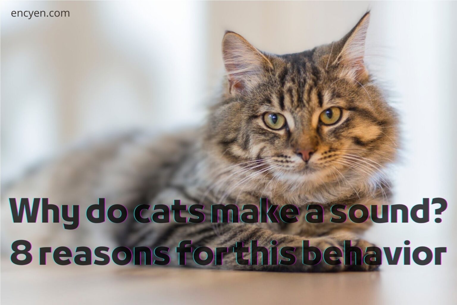 Reasons Cats Make Noise When They Want Attention preview