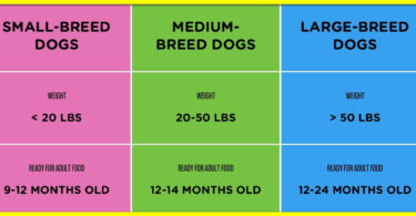 Maximizing Your Puppy's Nutrition Journey