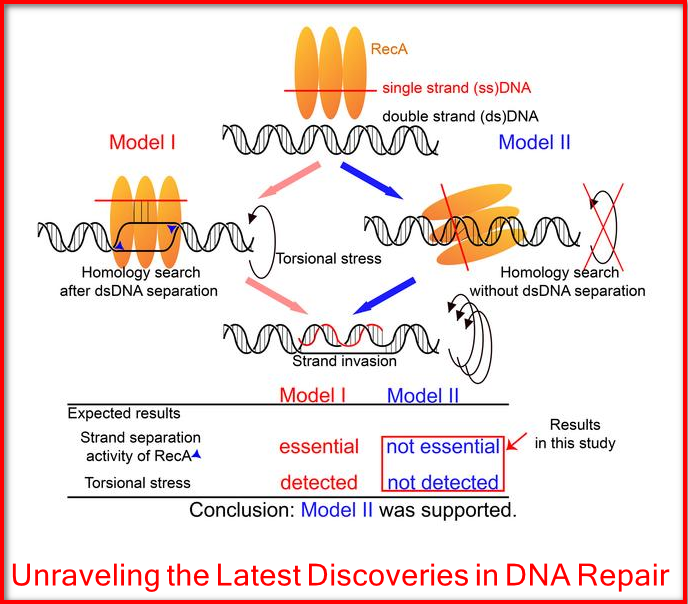 Unraveling the Latest Discoveries in DNA Repair