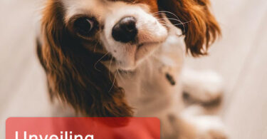 Unveiling the Beauty of Cavalier King Breed Traits