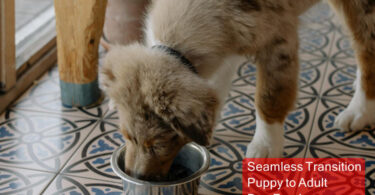 Seamless Transition: Puppy to Adult Dog Food