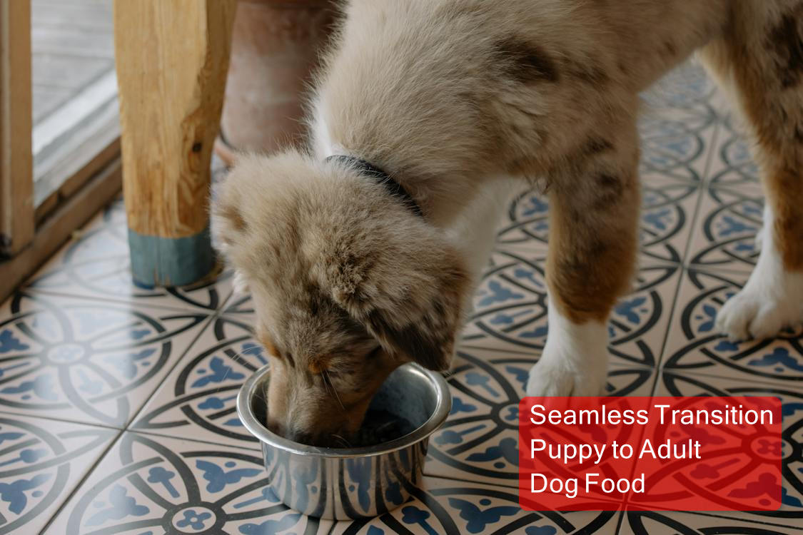 Seamless Transition: Puppy to Adult Dog Food