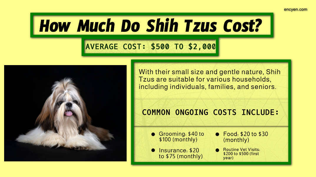 Unlocking the Secrets Shih Tzu Puppy Prices in 2024