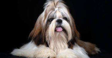 Shih Tzus have an affectionate and friendly nature. ©cynoclub/Shutterstock.com