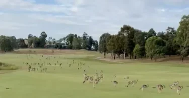 The kangaroos flood down the fourth fairway. Stephen Roche/X