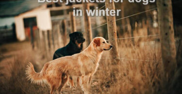 Best jackets for dogs in winter