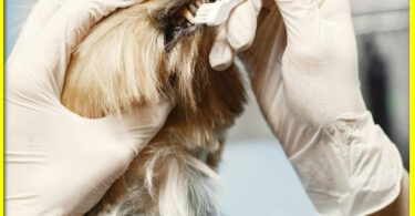 Dental Disease in Dogs